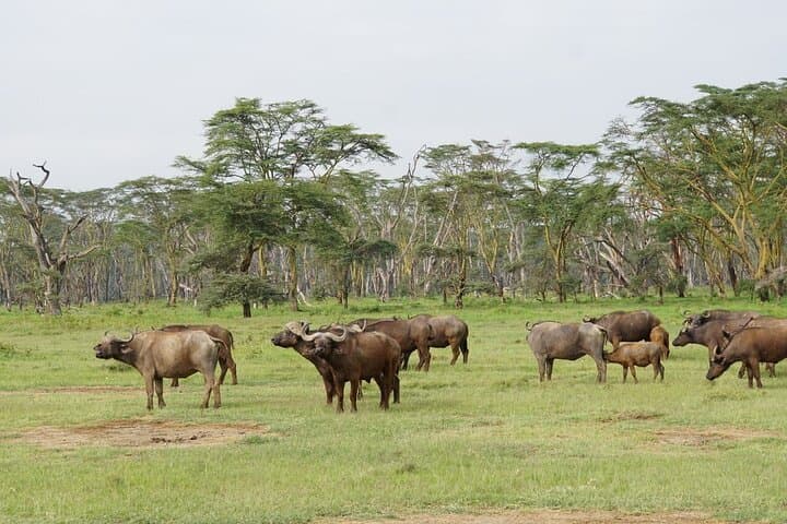 Masai Mara 3-Day Safari: Wildebeest River Crossings & Maasai Culture photo 4