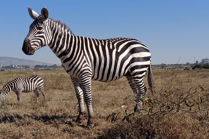 Masai Mara 3-Day Safari: Wildebeest River Crossings & Maasai Culture photo 6