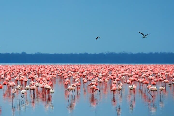Overnight Hell's Gate & Lake Nakuru Safari from Nairobi — Biking, Boating & Game Drives photo 4