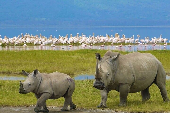 Overnight Hell's Gate & Lake Nakuru Safari from Nairobi — Biking, Boating & Game Drives photo 3