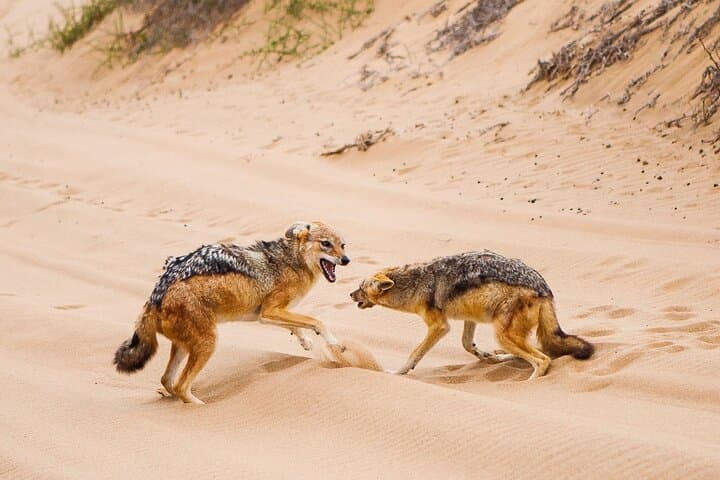 Sandwich Harbour 4x4 Guided Tour — When Dunes Run Into the Atlantic photo 3