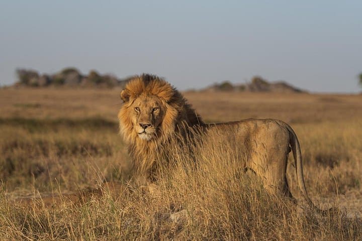 Amboseli Day Safari: Elephants, Kilimanjaro Views & Masai Plains photo 1