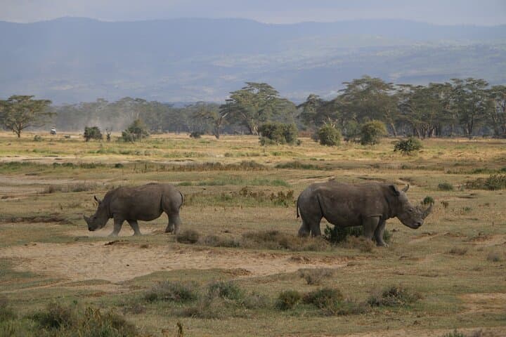 Full-Day Private Safari to Lake Nakuru: Flamingos, Game Drives & Naivasha Boat Ride photo 4
