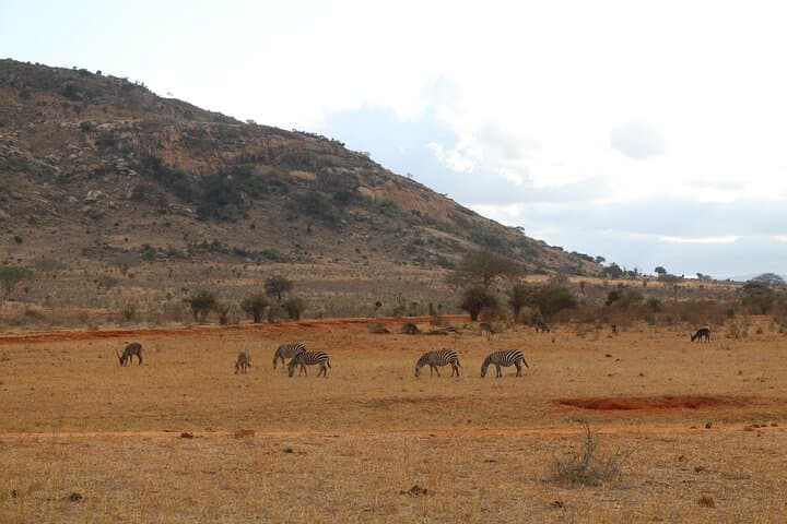 2-Day Tsavo East Safari: Red Elephants, Big Five & Waterhole Lodging photo 6