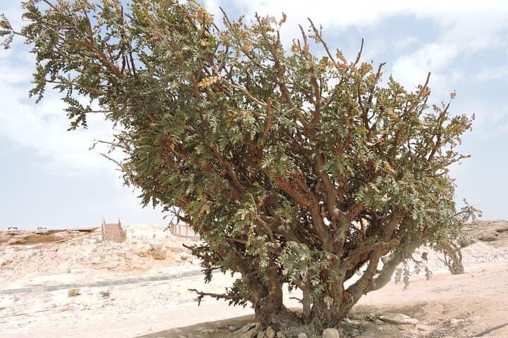 Exploring Oman's Frankincense Trail: Al Baleed, Khor Rori, Wadi Dawkha & Ubar photo 2