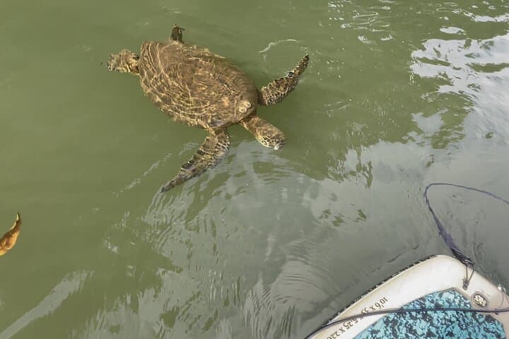 Paddle the Anahulu: Haleiwa River SUP Rental with Blue Planet photo 6