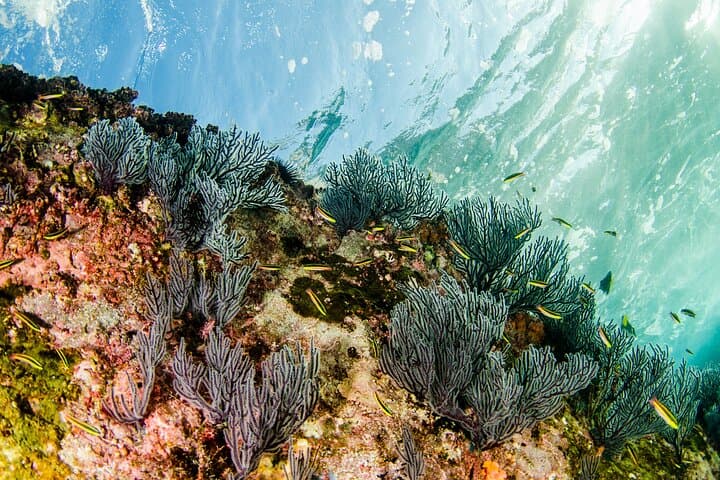 Cabo Pulmo Guided Scuba: Dive the Ancient Coral Reef photo 5