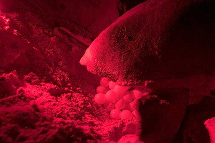 Ervatão Turtle Watch: Evening Guided Loggerhead Nesting Expedition, Boa Vista