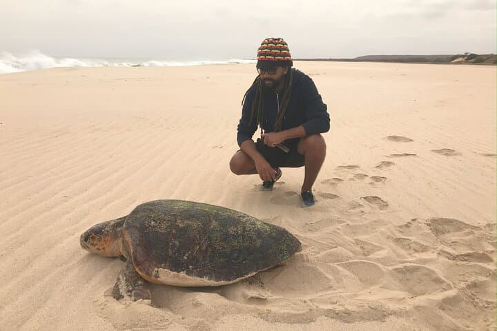 Ervatão Turtle Watch: Evening Guided Loggerhead Nesting Expedition, Boa Vista photo 2