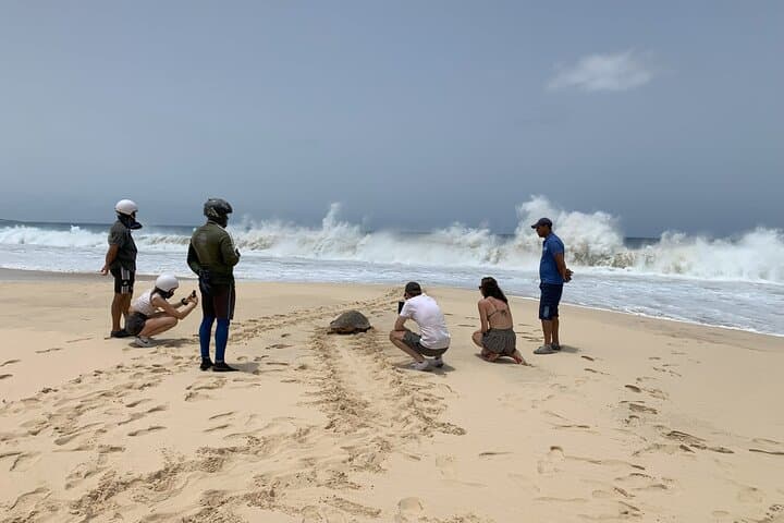Ervatão Turtle Watch: Evening Guided Loggerhead Nesting Expedition, Boa Vista photo 3