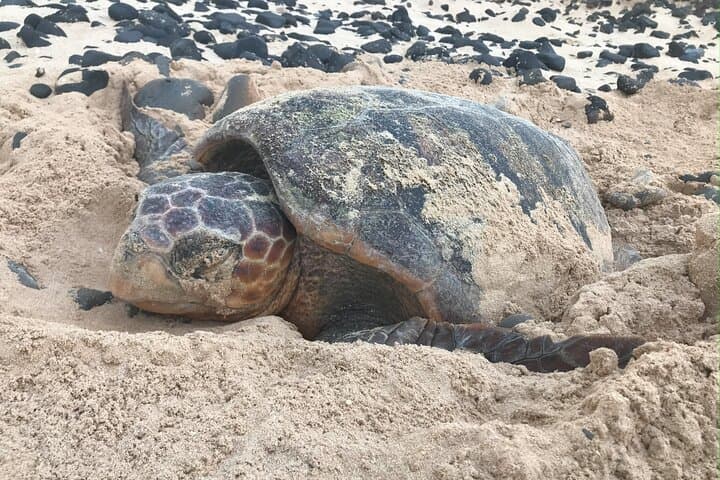 Ervatão Turtle Watch: Evening Guided Loggerhead Nesting Expedition, Boa Vista photo 4