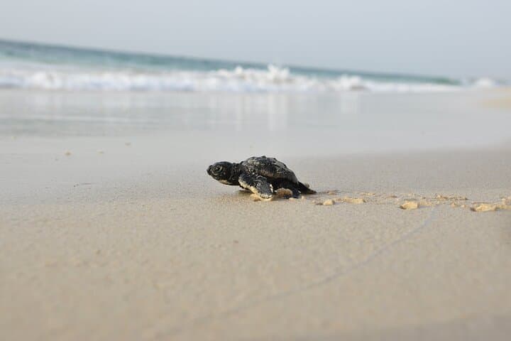 Ervatão Turtle Watch: Evening Guided Loggerhead Nesting Expedition, Boa Vista photo 5