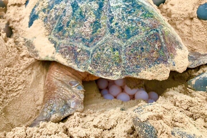 Ervatão Turtle Watch: Evening Guided Loggerhead Nesting Expedition, Boa Vista photo 6