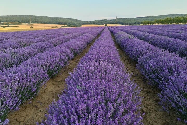 Nessebar Photo Guide: Best Old Town Photo Spots & Lavender Fields photo 3