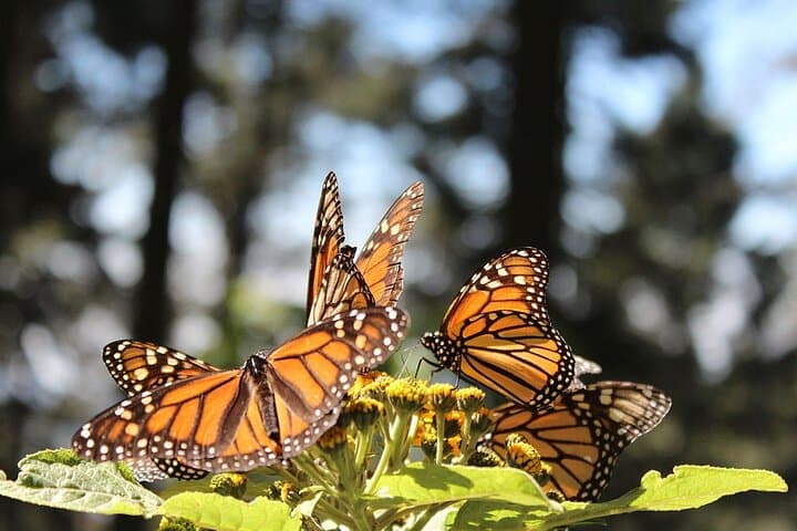 Piedra Herrada Monarch Reserve & Valle de Bravo Day Trip from Mexico City photo 2