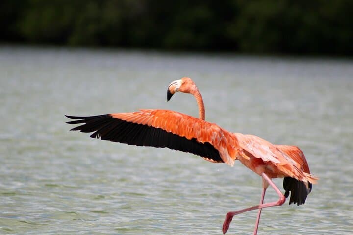 Rio Lagartos, Las Coloradas & Cenote: Day Tour from Valladolid photo 3