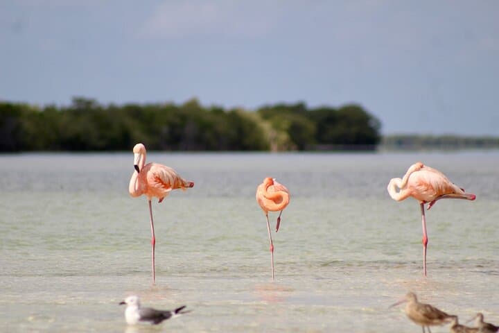 Rio Lagartos, Las Coloradas & Cenote: Day Tour from Valladolid photo 4