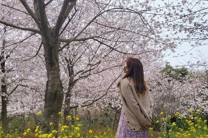 Jeju Cherry Blossom Full-Day Tour: King Cherry, Hallasan & UNESCO Sites photo 1