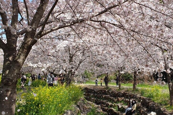 Jeju Cherry Blossom Full-Day Tour: King Cherry, Hallasan & UNESCO Sites photo 2