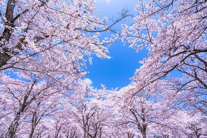 Asakusa Cherry Blossom Walk & Senso-ji History Tour — Sumida River Stroll photo 4