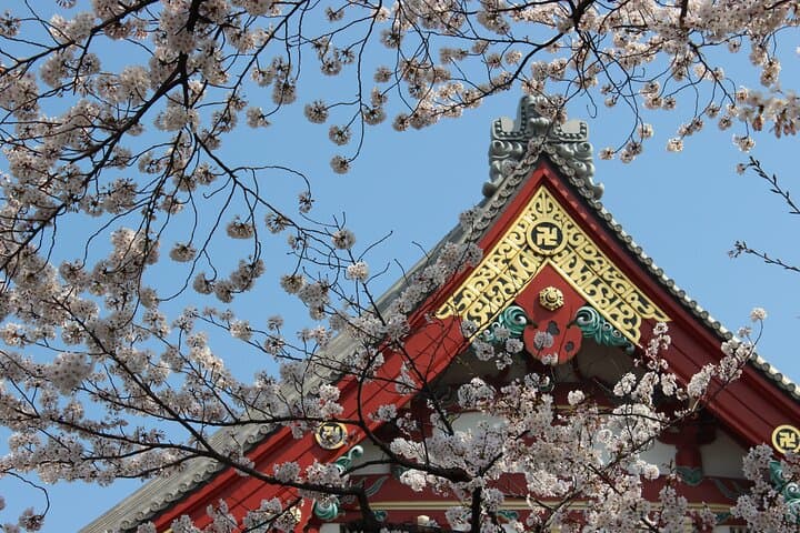 Asakusa Cherry Blossom Walk & Senso-ji History Tour — Sumida River Stroll photo 5