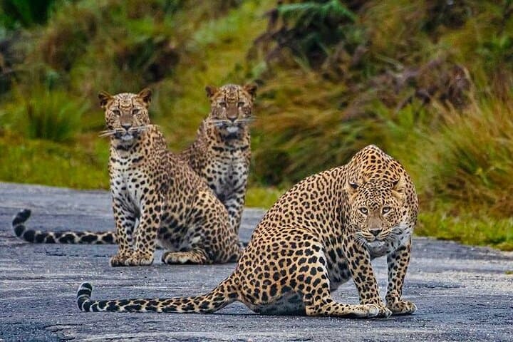 Horton Plains Nuwara Eliya Tour: World's End, Baker's Falls & Cloud-Forest Walk photo 2