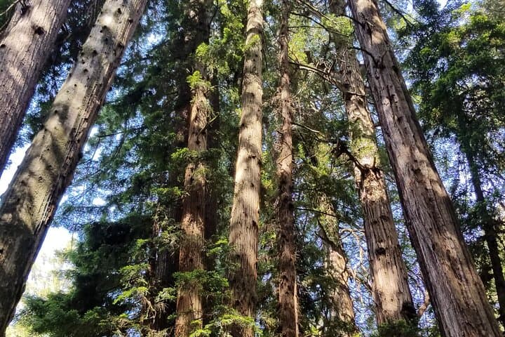 Muir Woods & Sausalito: Golden Gate Bridge Tour with Ferry to Fisherman's Wharf photo 6
