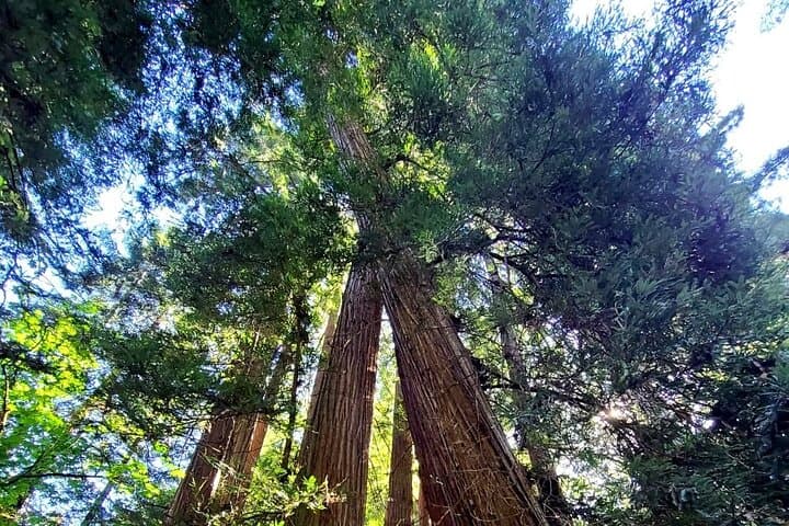 Muir Woods & Sausalito: Golden Gate Bridge Tour with Ferry to Fisherman's Wharf photo 4