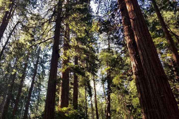 Muir Woods & Sausalito: Golden Gate Bridge Tour with Ferry to Fisherman's Wharf photo 5