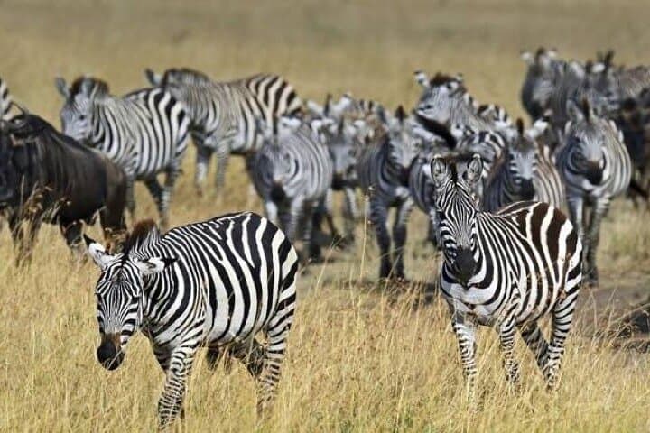 Amboseli Overnight Safari: Group-Joining Wildlife Trip from Nairobi