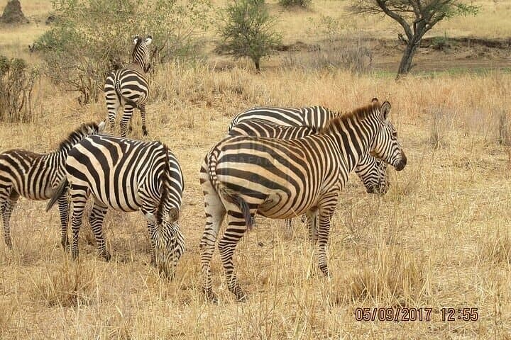 Amboseli Overnight Safari: Group-Joining Wildlife Trip from Nairobi photo 3