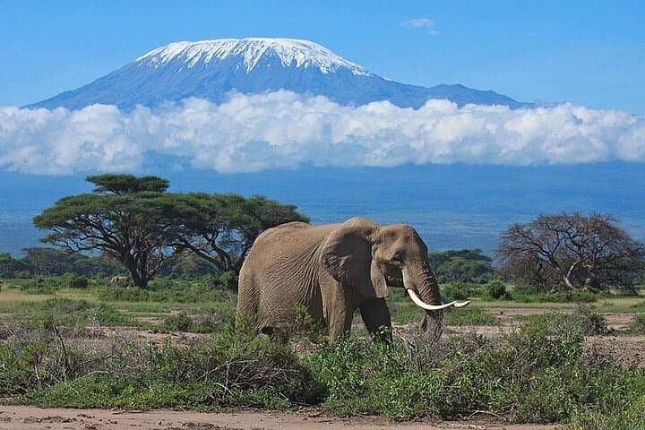 Amboseli Day Safari from Nairobi: Kilimanjaro Views, Elephants & Maasai Village photo 5