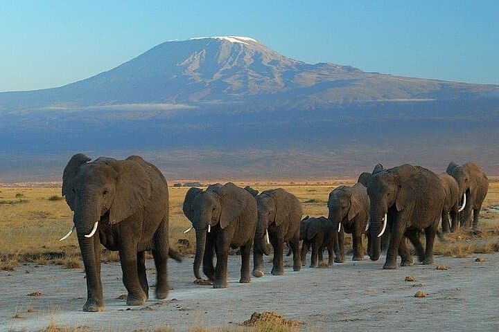 Amboseli Overnight Safari: Group-Joining Wildlife Trip from Nairobi photo 4