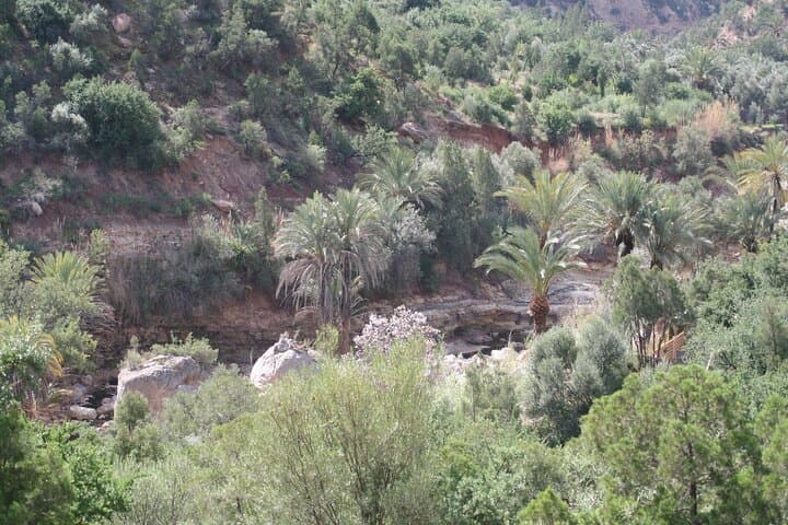 Paradise Valley Half-Day Excursion from Agadir or Taghazout — Natural Pools & Cliff Jumps photo 6