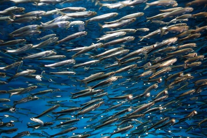 Swim with Whale Sharks, Sumilon Island & Moalboal Sardine Run — Full-Day Marine Safari photo 5