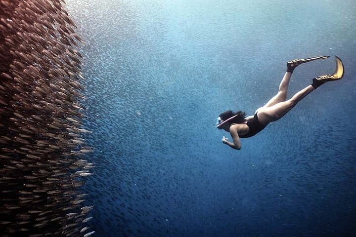 Swim with Whale Sharks, Sumilon Island & Moalboal Sardine Run — Full-Day Marine Safari
