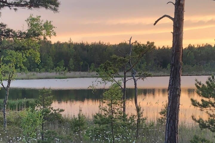 Midnight Sun Hike & Campfire Near Stockholm: Evening Forest Walk with Vegan Fika photo 2