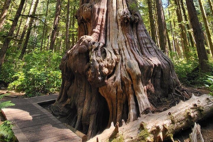 Vancouver Island 2-Day Rainforest, Beaches & Glamping Adventure photo 3