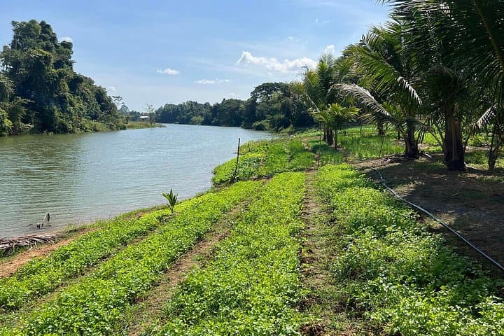 Battambang Tuk Tuk Tour: Bamboo Train, Bat Cave & Phnom Sampov Half-Day Adventure photo 2