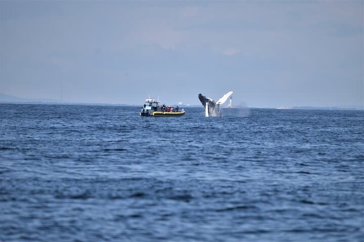 Portland Whale Watching: Cruise Casco Bay for Humpbacks & Seabirds