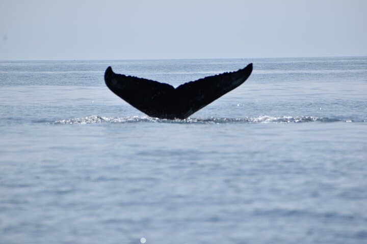 Portland Whale Watching: Cruise Casco Bay for Humpbacks & Seabirds photo 2