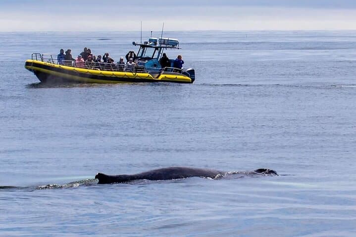 Portland Whale Watching: Cruise Casco Bay for Humpbacks & Seabirds photo 3
