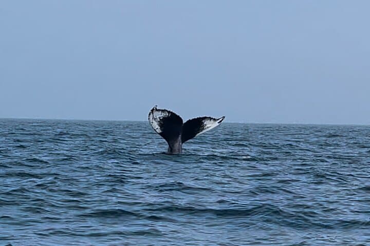 Portland Whale Watching: Cruise Casco Bay for Humpbacks & Seabirds photo 4