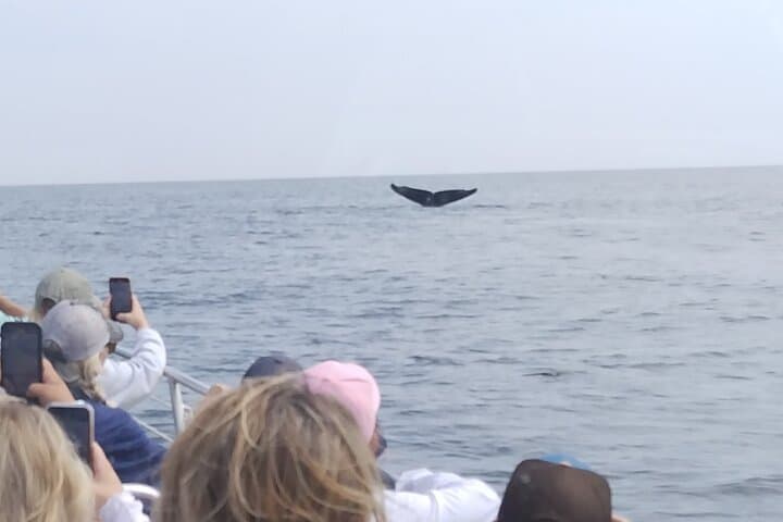 Portland Whale Watching: Cruise Casco Bay for Humpbacks & Seabirds photo 5