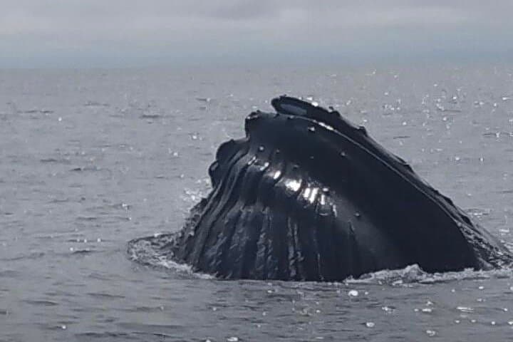 Portland Whale Watching: Cruise Casco Bay for Humpbacks & Seabirds photo 6