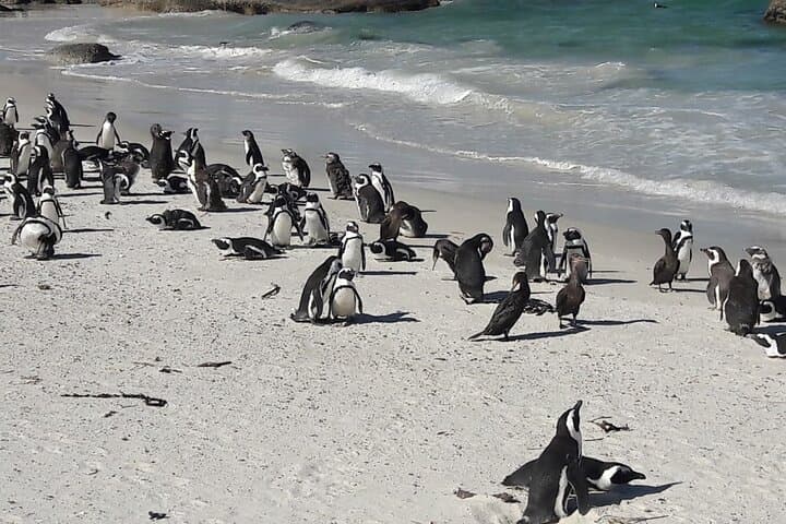 2-Day Private Cape Town: Robben Island, Table Mountain & Cape Point Highlights photo 6