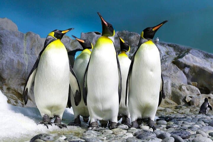 Cape Point & Boulders Beach Penguins: Full-Day Cape Peninsula Tour photo 4
