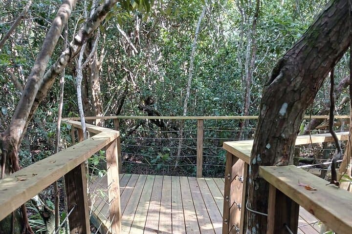 Guided Primeval Nature Walk — Explore Primeval Forest National Park in Nassau photo 4