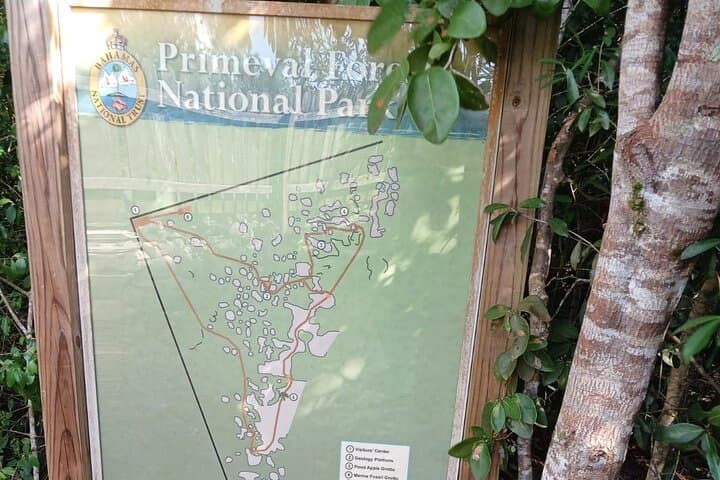 Guided Primeval Nature Walk — Explore Primeval Forest National Park in Nassau photo 2