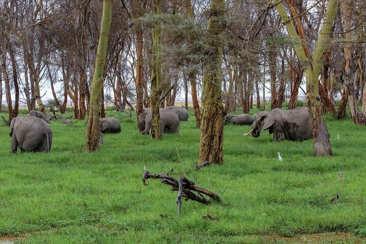 Amboseli Safari and Maasai Village Day Tour: Kilimanjaro Views & Cultural Immersion photo 3